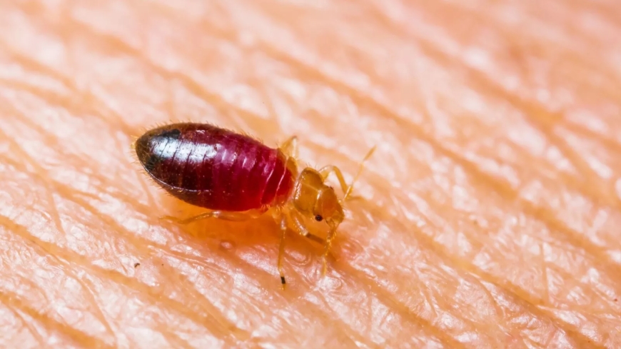 The Gross But Important Signs of Bed Bug Presence
