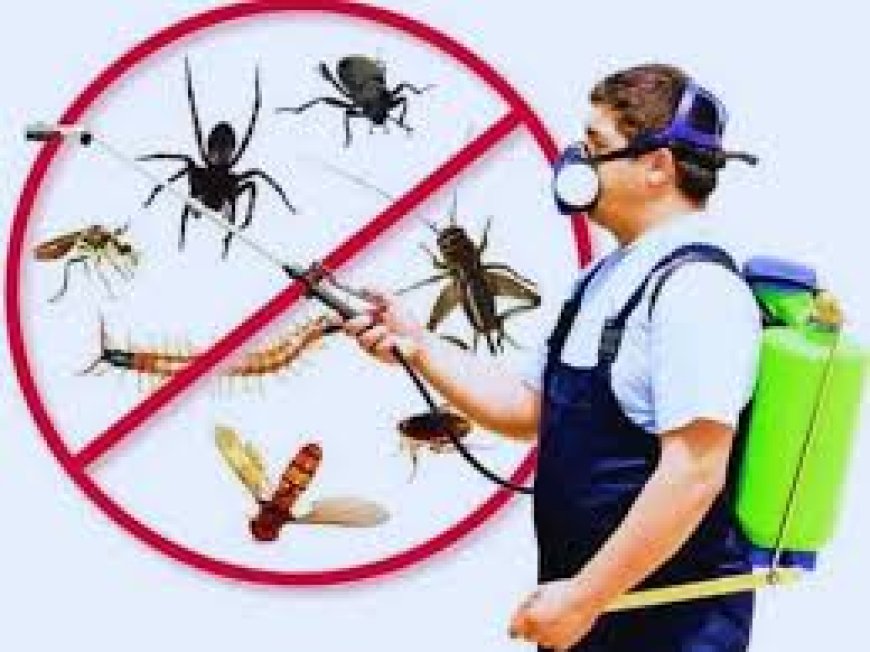 Expert Termite Control Treatment Services in Lahore