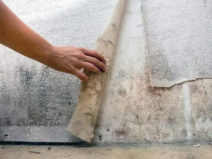How to Protect Your Health from Mould and Pests in Your Rental Home