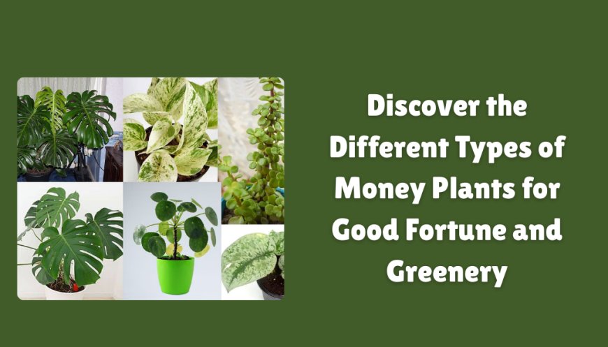 Discover the Different Types of Money Plants for Good Fortune and Greenery