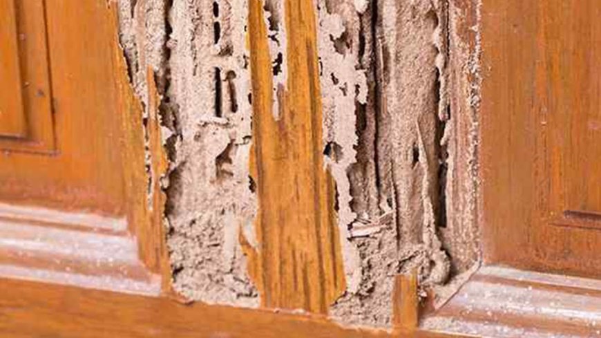 How Many Years Does It Take Termites to Destroy a House?