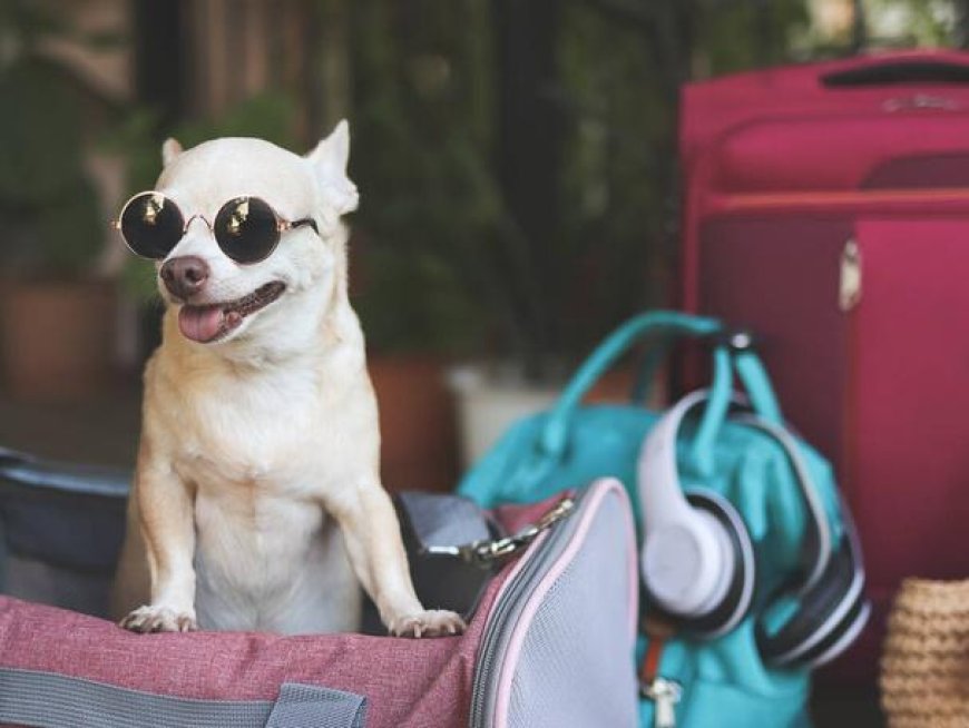 Pet Sling Carrier: The Ultimate Companion for Everyday Adventures