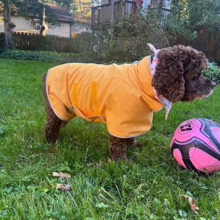 Defeat the Drip: Super Absorbent Soggy Paws Dog Towel