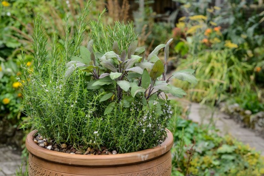 Efficient Herb Growing Containers That Fit Any Space (Indoors or Out)