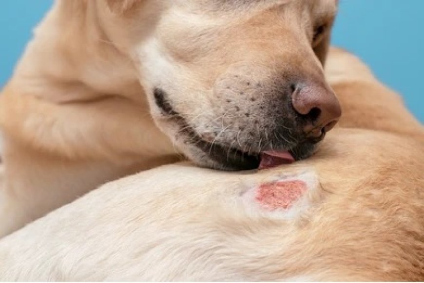 How Panacur Helps Protect Dogs from Parasites