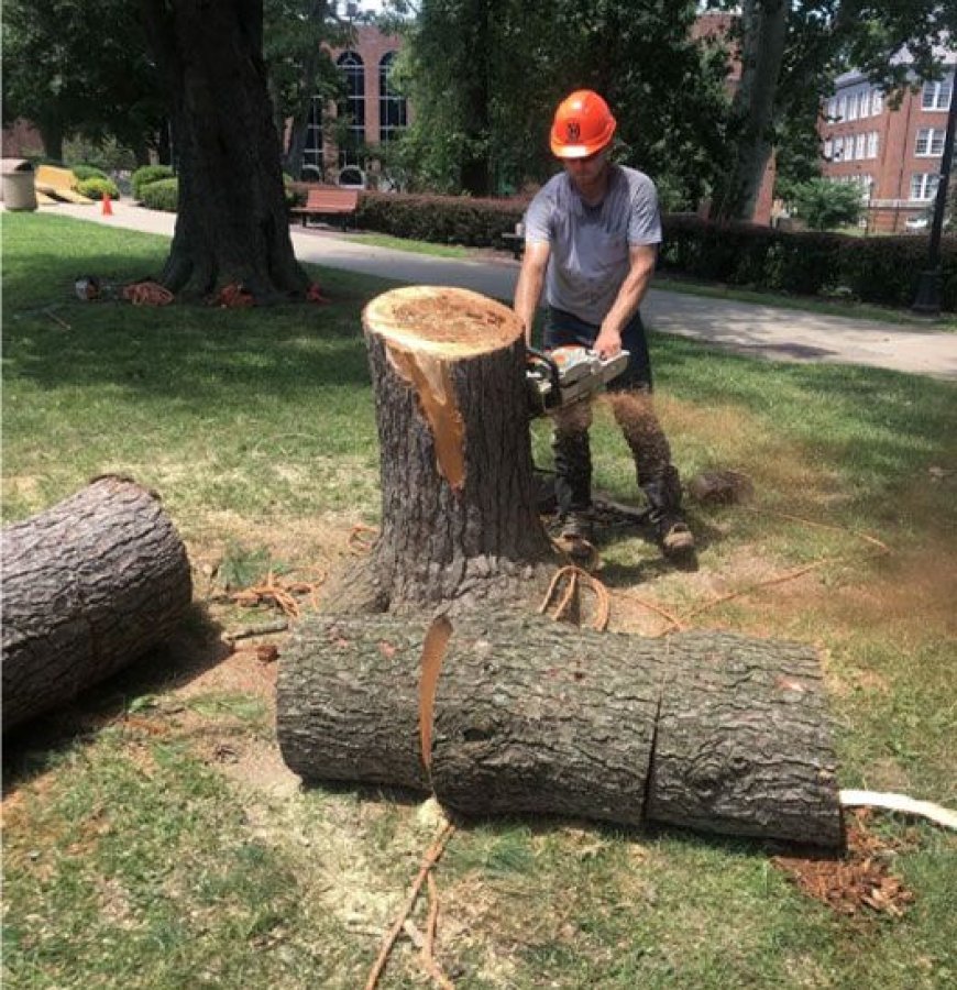Essential Guide to Safe and Effective Tree Removal