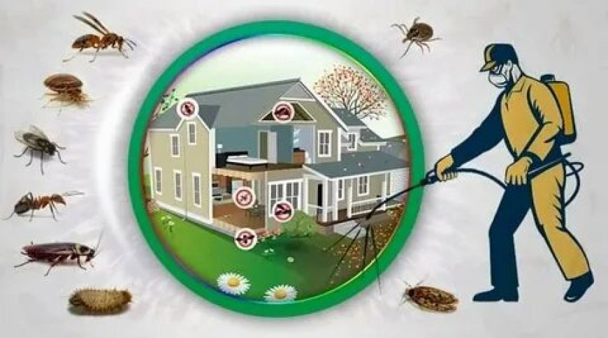 Rats, Roaches, and Responsibility: Pest Infestations in Rented Homes