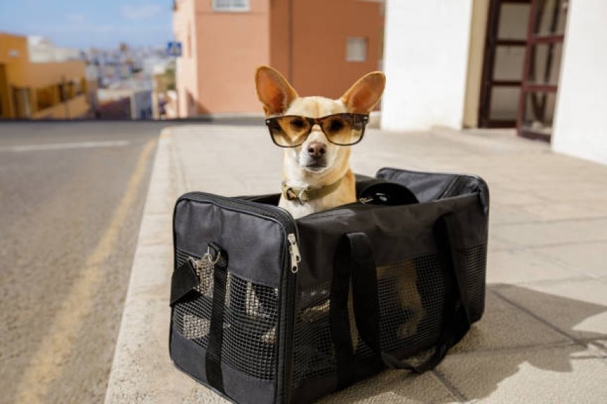 Comfortable and Chic: Why a Purse for Puppy Is a Pet Essential