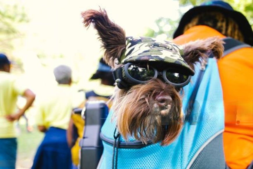 Why Every Small Dog Owner Needs a Dog Carrying Bag