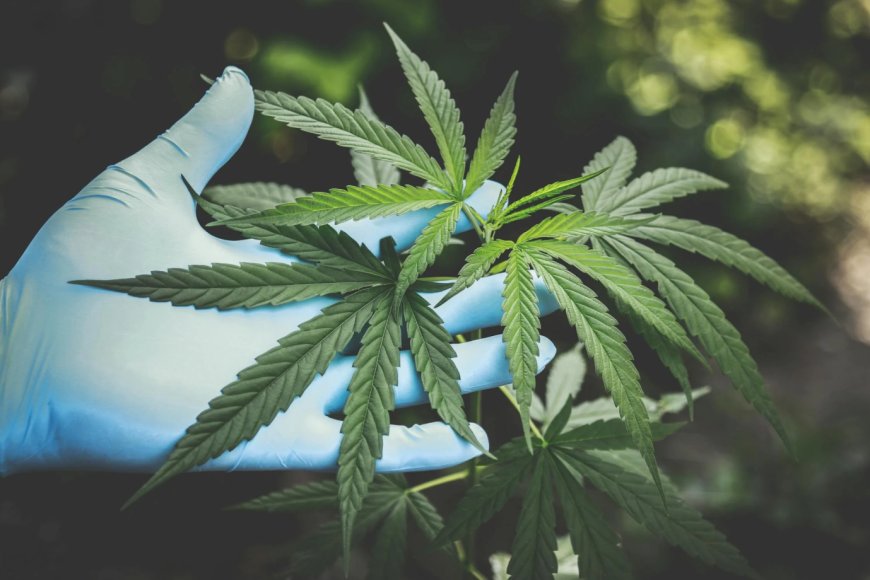 Choosing the Right Label Printer for Cannabis Packaging Compliance