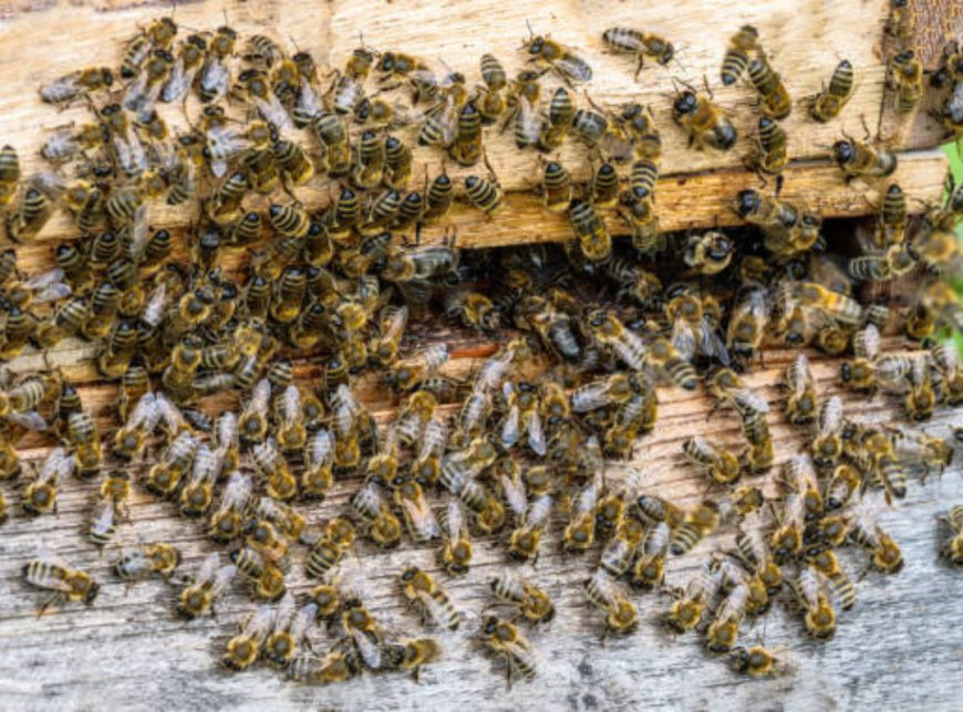 Are Bees in Danger? The Impact of Bee Removal on the Environment