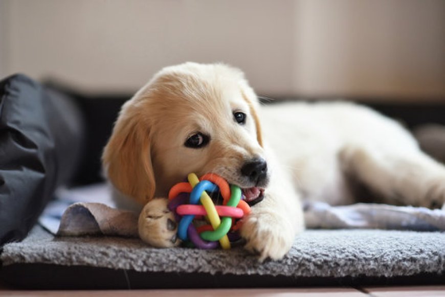 Why Vets Recommend Natural Dog Toys for Chewers