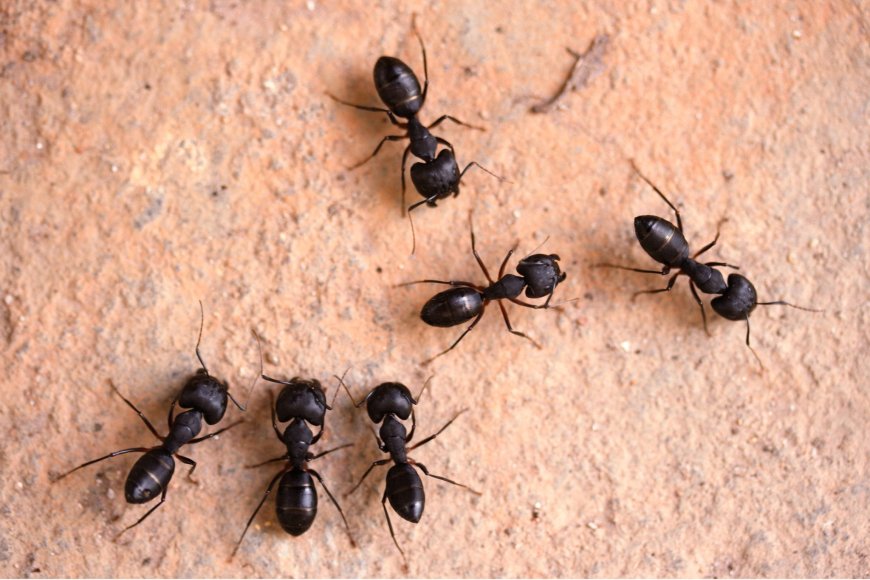 Effective Ant Control in Hamilton: Protecting Homes and Businesses from Infestations
