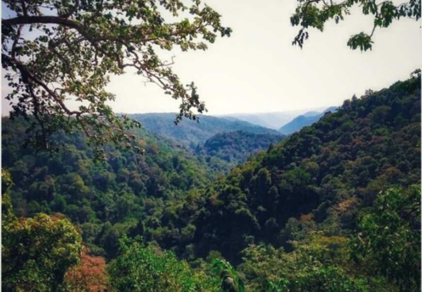Unforgettable Dandeli Forest Adventure: Nature Awaits You