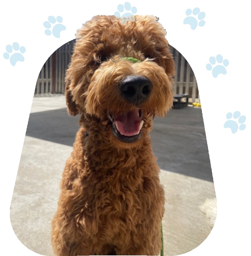 Trained Dogs for Sale: Your Future Well-Behaved Companion Is Just a Click Away