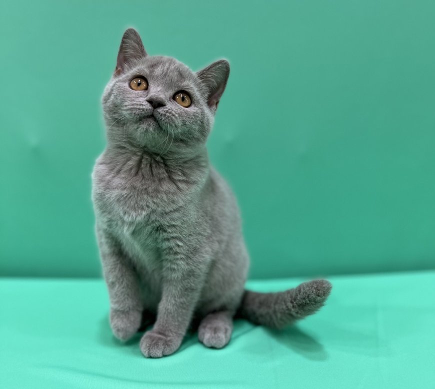Kittens for Sale in UAE