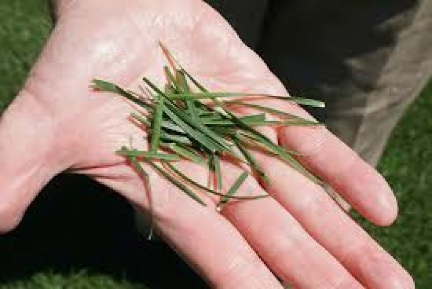 Why Kentucky 31 Grass Seed Is a Top Choice for Lawns and Pastures
