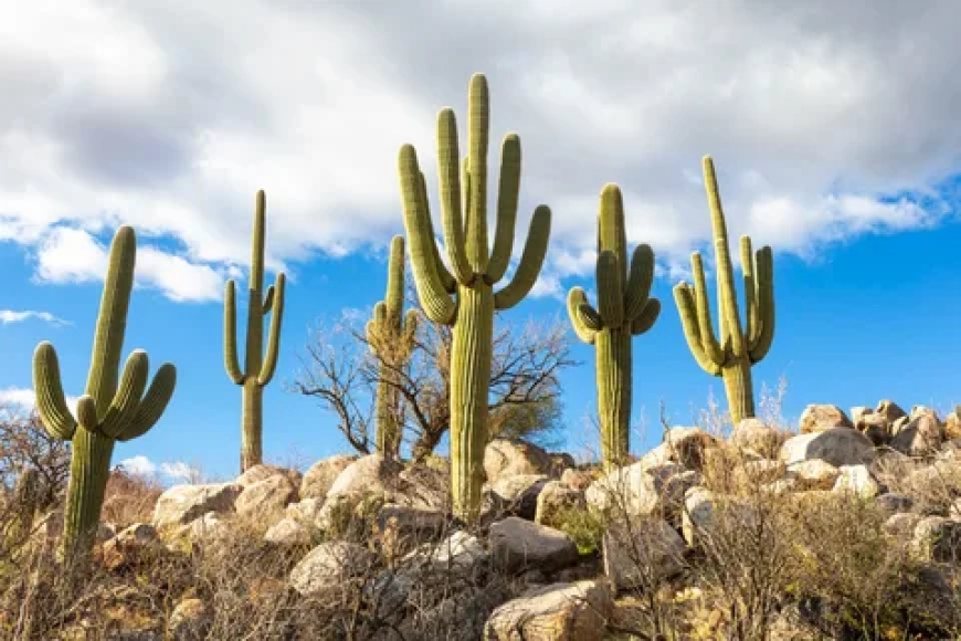Common Issues and Saguaro Cactus Repair Solutions