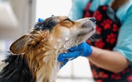 5 Reasons Your Dog Deserves a Spa Day