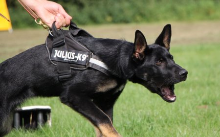 Trained Protection Dogs for Sale: Why High Caliber Protection Dogs Are Your Best Choice