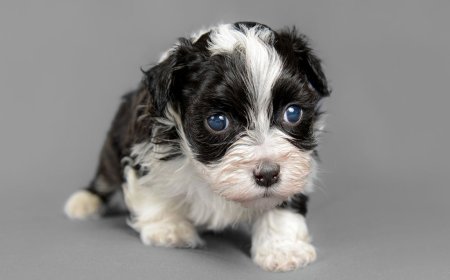 From Chew Toys to Calm Nights: How to Survive the Bernedoodle Puppy Phase