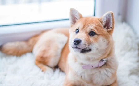 Why Every Pet Owner Should Explore an Online Pet Store