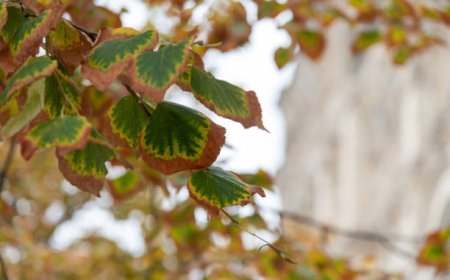 Effective Plant Disease Forecasting for Crop Protection