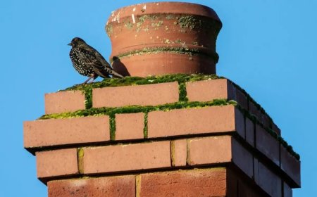 What Are the Warning Signs You Need Chimney Animal Removal in Hamilton