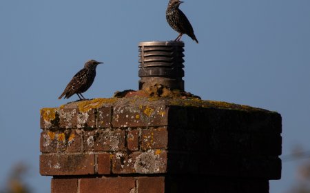 How Chimney Animal Removal Keeps Your Cape Coral Home Safe