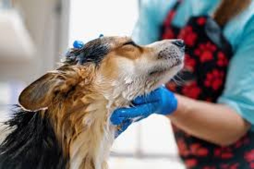 5 Reasons Your Dog Deserves a Spa Day
