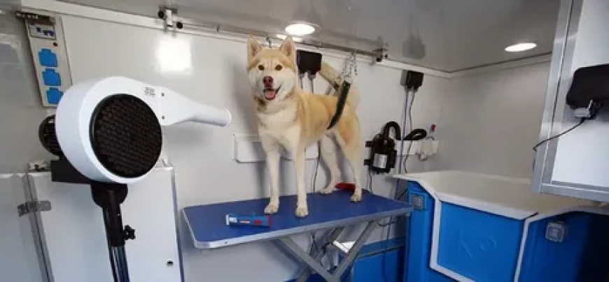 Investing in Mobile Pet Grooming: A Profitable Venture