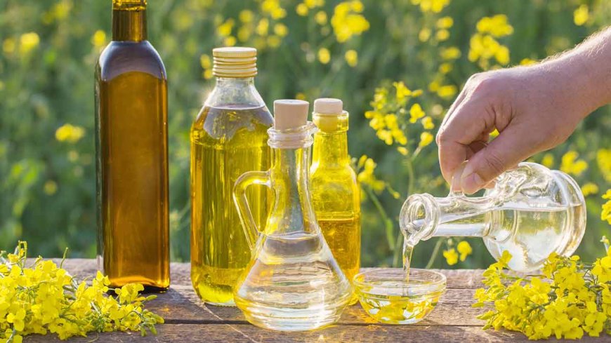 Golden Drops of Canada: Inside the World of Canola Oil Producers and Fryer Oil Experts