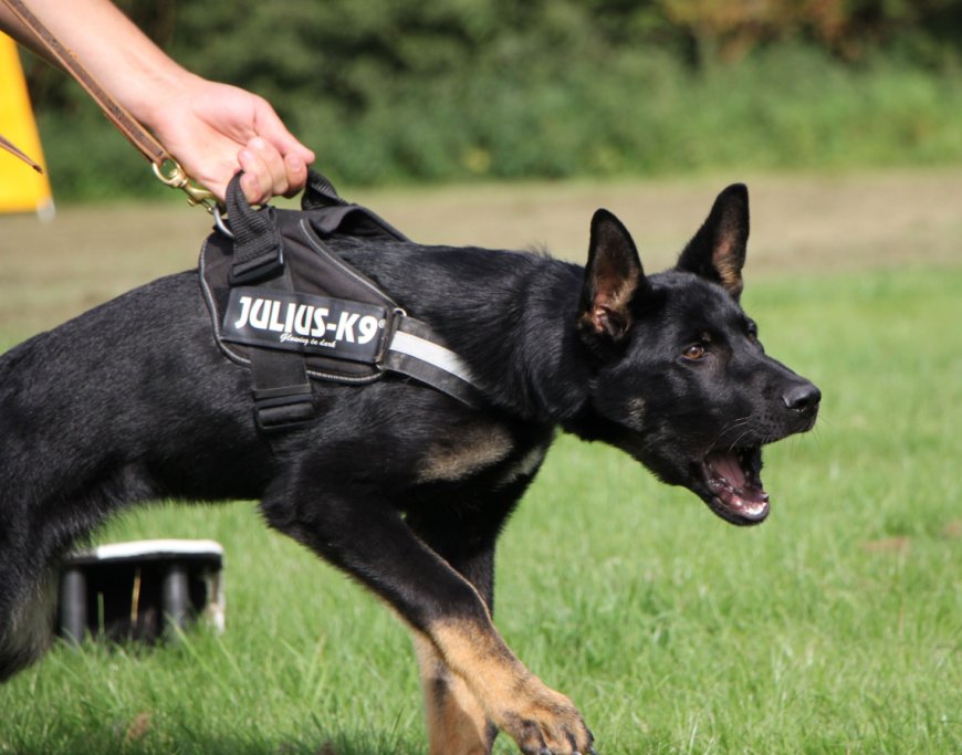 Trained Protection Dogs for Sale: Why High Caliber Protection Dogs Are Your Best Choice