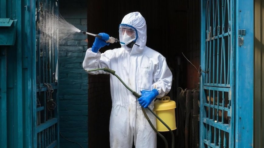 Protecting Your Home from Unwanted Guests: A Simple Guide to Safe Pest Control