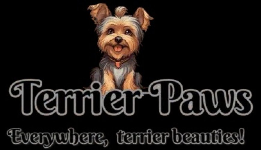 Discover high-quality Kerry Blue Terrier puppies for sale