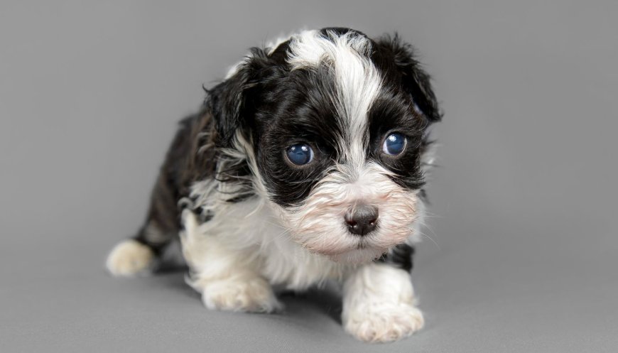 From Chew Toys to Calm Nights: How to Survive the Bernedoodle Puppy Phase
