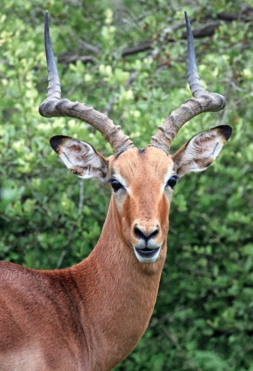 Choosing the Perfect Tanzania Safari Package for an Unforgettable Adventure