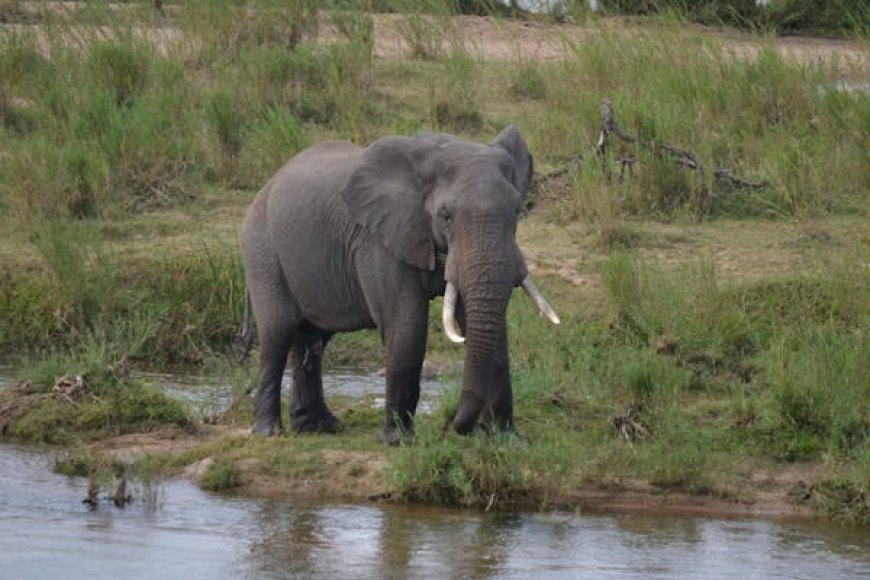Discover the Best of Land and Sea with a Zanzibar Safari Tour