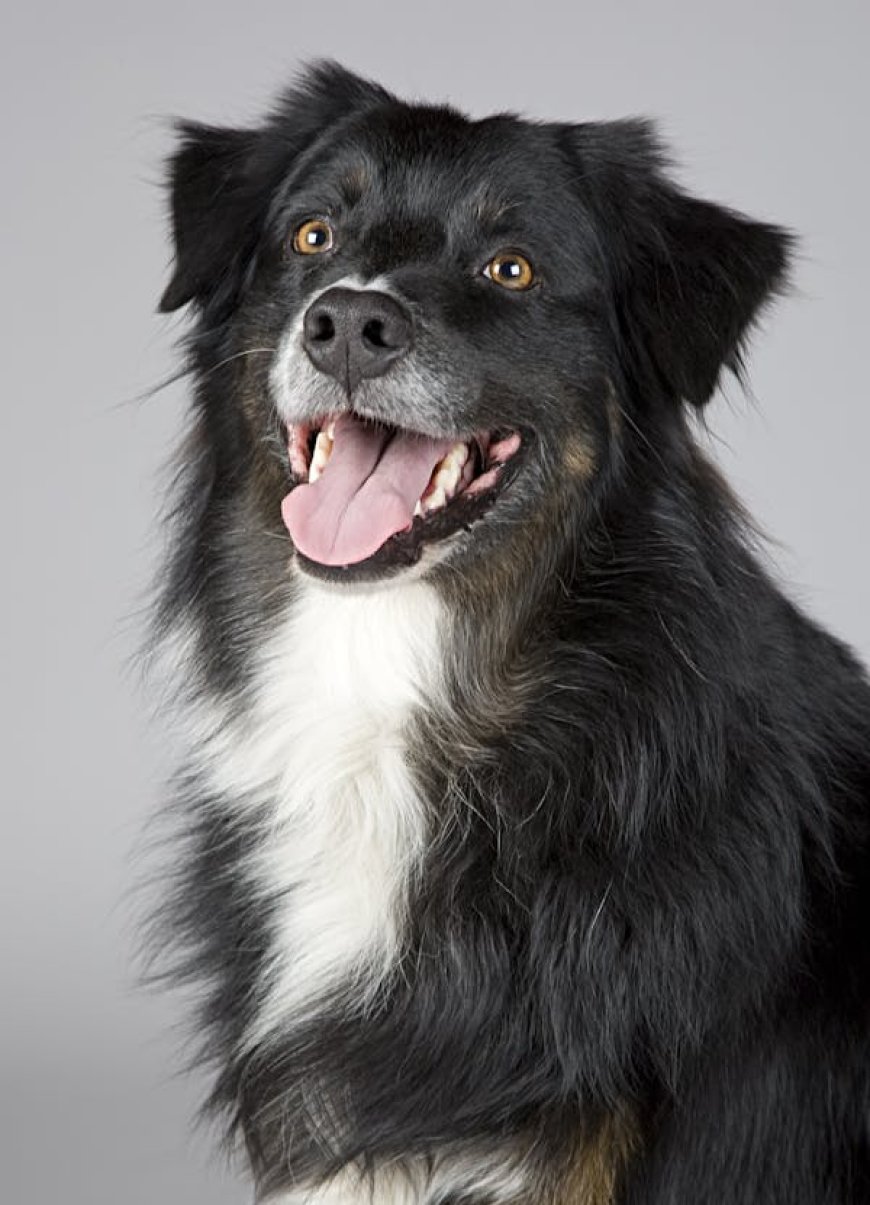 Why Shopping from a Pet Food Online Store Is the Smart Choice for Pet Owners