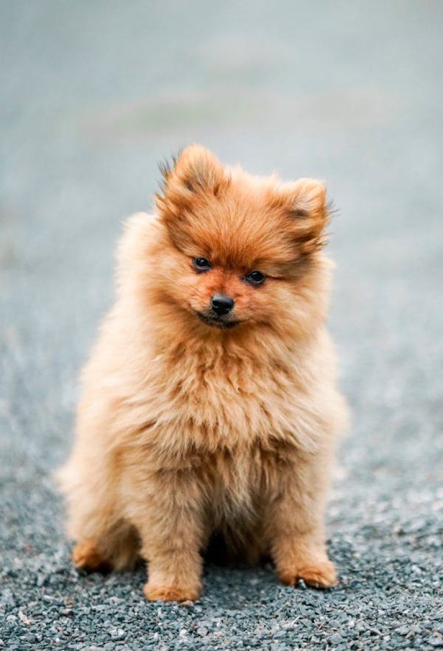 Why More Pet Owners Are Turning to a Pet Shop Online for All Their Pet Needs