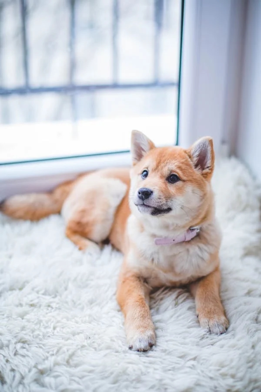 Why Every Pet Owner Should Explore an Online Pet Store