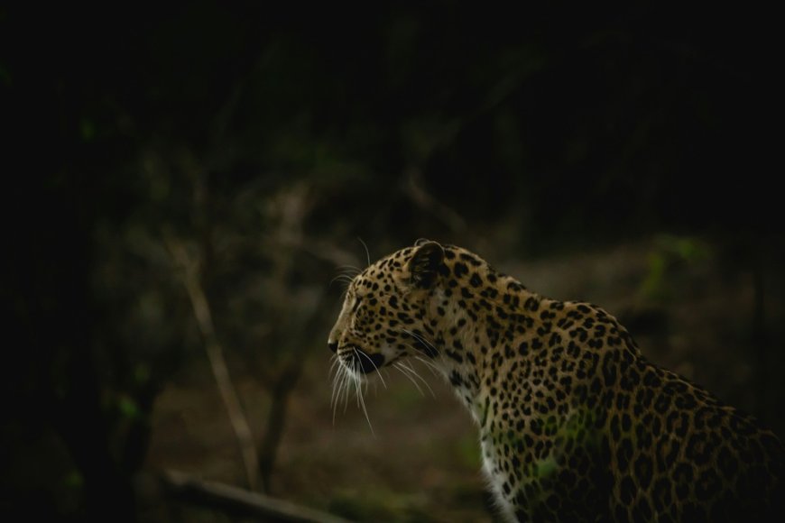 Your Complete Guide to Visiting Ambardi Safari Park Near Gir National Park