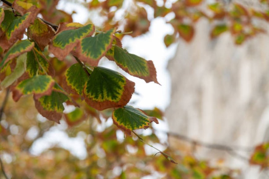 Effective Plant Disease Forecasting for Crop Protection