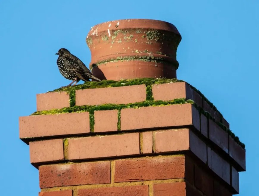 What Are the Warning Signs You Need Chimney Animal Removal in Hamilton