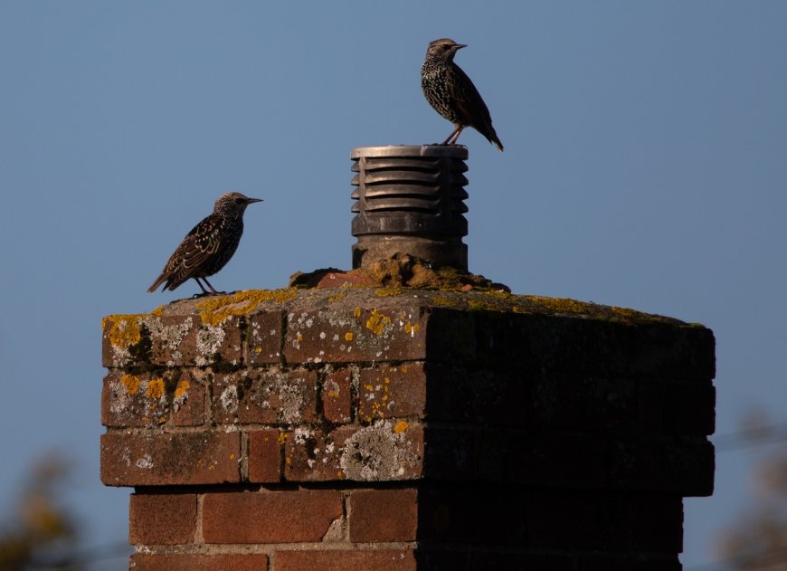 How Chimney Animal Removal Keeps Your Cape Coral Home Safe