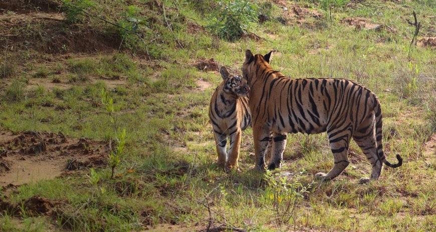 National Park Safari India – Explore Untamed Wilderness
