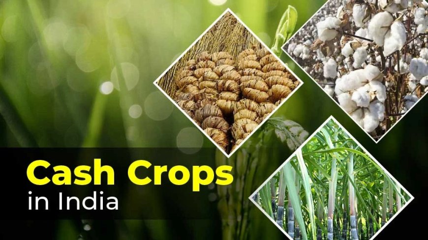 Explore the Importance and Types of Cash Crops in India